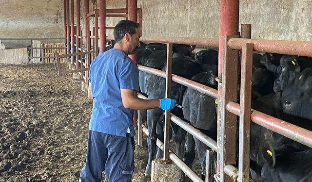 Pazar Tarım ve Orman Müdürlüğü ekipleri, şap aşılama çalışması yürütüyor