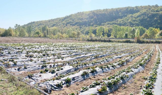 Samsun Büyükşehir Belediyesi üreticilere 1 milyon 681 bin çilek fidesi dağıttı