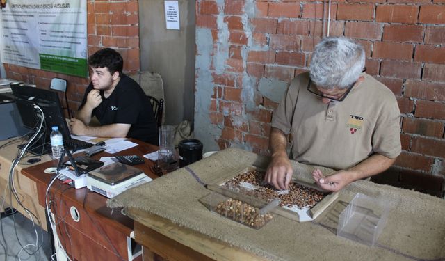 Tokat'ta çiftçi fındıktan yüksek verim aldı