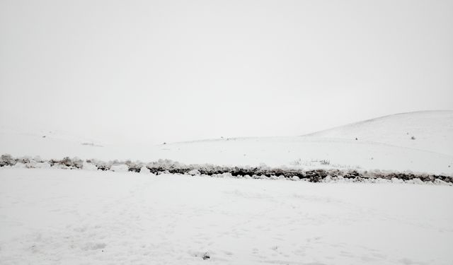 Tokat'ta kar yağışı sonrası çoban sürüsüyle yaylada mahsur kaldı