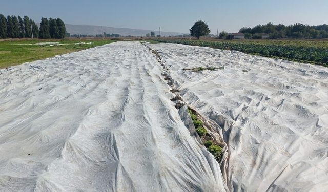 Çiftçiler tarım ürünlerini branda ile korudu