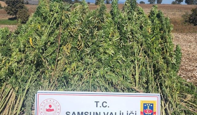 Samsun’da 810 kök kenevir bitkisi ele geçirildi