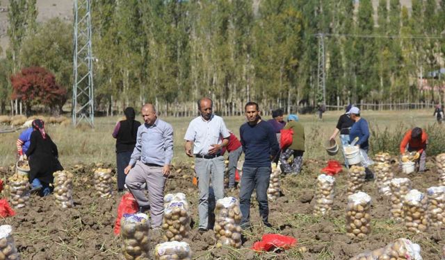 Sivaslı patates üreticisi aracıları ortadan kaldırdı, kendi üretip kendi satıyor