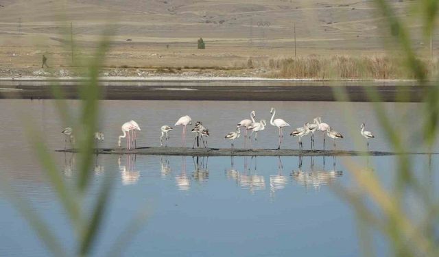 Ulaş Gölü’nde flamingo sürprizi, kuraklıkla boğuşan göl renklendi