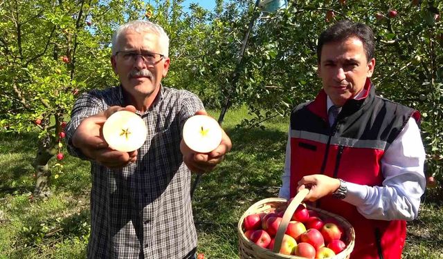 2 bin yıllık miras! Amasya Misket elmasının hasadı sürüyor