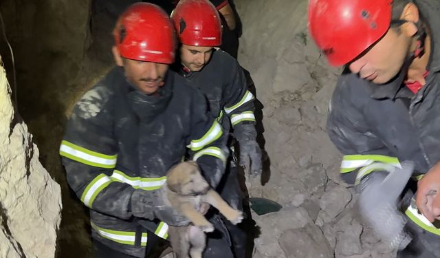 Yavru köpeklerin kurtuluş anı! Çorum itfaiyesi toprak altında kahsur kalan canları kurtardı