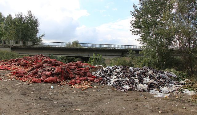 Yeşilırmak Nehri'nin kıyısına çuvallar dolusu soğan ve patlıcan böyle döküldü