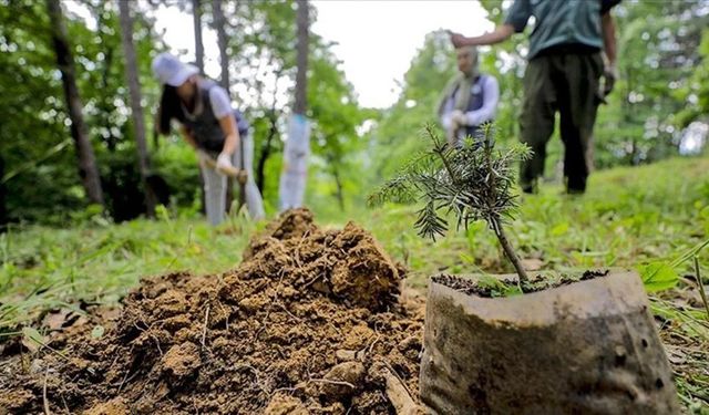 11 Kasım’da Türkiye nefes alıyor: Milli ağaçlandırma günü’nün önemi