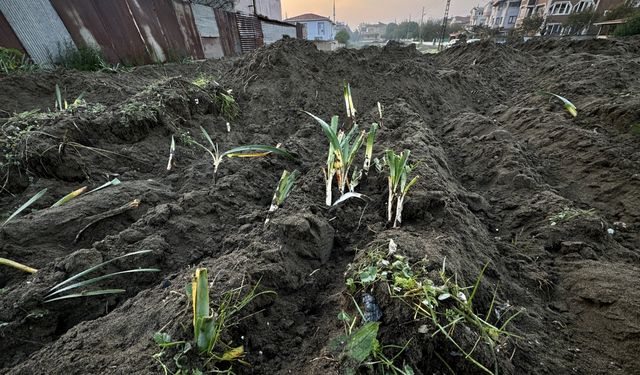 Birini koparmanın cezası 387 bin lira olan kum zambaklarının yüzlercesine zarar verildi