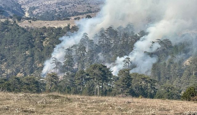 Bolu'da çıkan örtü yangını söndürüldü