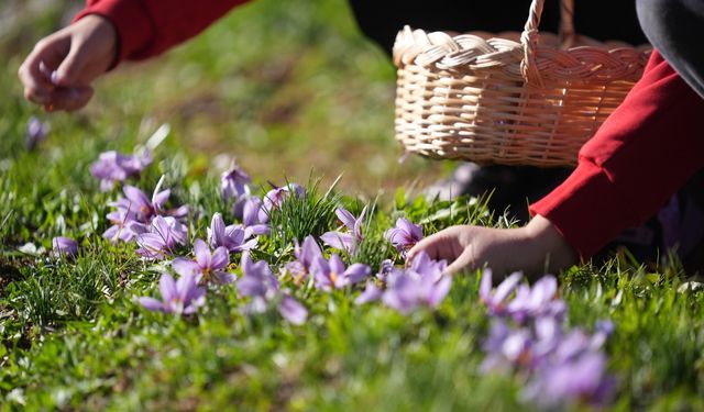 Düzce'de öğrenciler tıbbi ve aromatik bitki yetiştiriciliğini yerinde öğreniyor