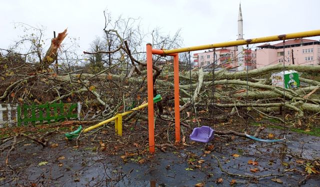 Samsun'da şiddetli rüzgarda 650 yıllık anıt ağaç devrildi