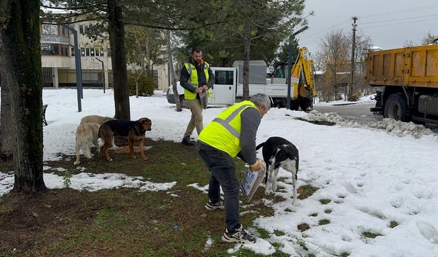 Ünye Belediyesinden sahipsiz hayvanlara mama desteği