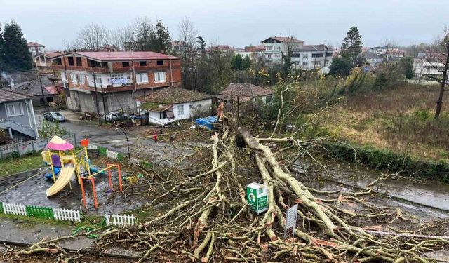 Anıt ağaç, fırtınada yıkıldı