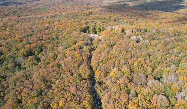 Belgrad Ormanı sonbahar renklerine büründü