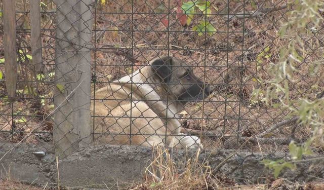 Köpeklerin saldırısına uğrayan akademisyenin mahallesinde tedirginlik