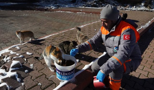 Melikgazi Belediyesi kar yağışı sonrası sokak hayvanlarını unutmadı