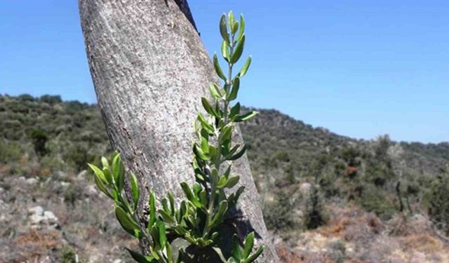 Samsun’da 11 hektarlık alanda yabani zeytin aşılaması yapıldı