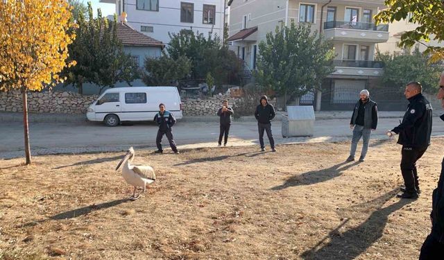 Yaralı halde bulunan pelikan koruma altına alındı