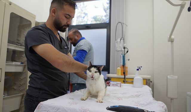 Yaralı patilere şifa olan merkez: Sahipsiz ve yabani hayvanlar belediyenin tesisinde tedavi görüyor