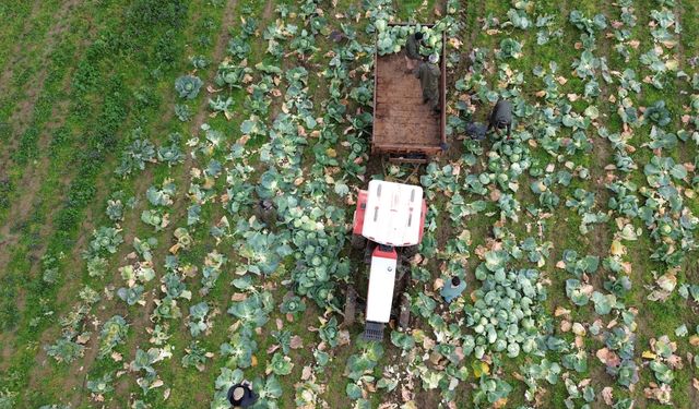 Bafra Ovası'nda beyaz lahanada 135 bin ton rekolte bekleniyor