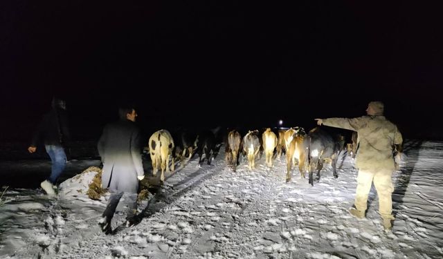 Gümüşhane'de kaybolan büyükbaş sürüsünü jandarma buldu