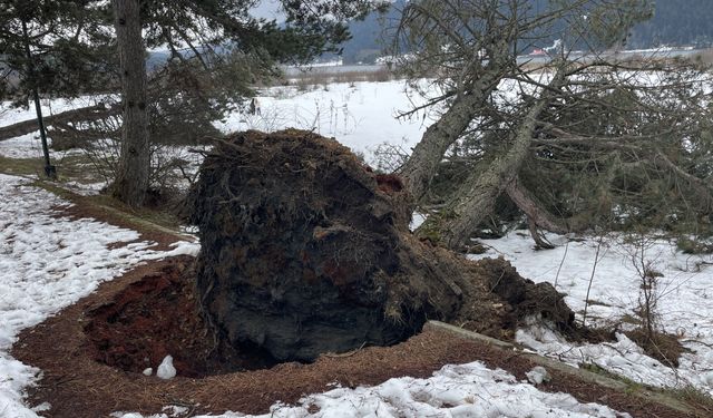 Kuvvetli rüzgar Abant'taki bazı ağaçları devirdi