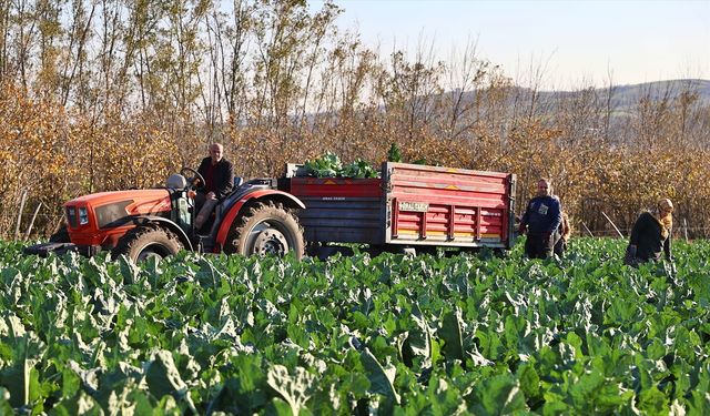 Samsun'da renkli karnabahar hasadına başlandı