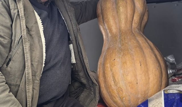 Sinop'ta yetiştirilen 55 kilogramlık bal kabağı pazarda satışa sunuldu