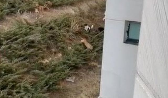 Çankaya’daki sahipsiz köpek sürüleri mahalle halkını tedirgin ediyor