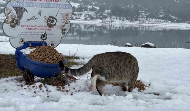 Çorum Belediyesi yaban hayvanlarını unutmadı