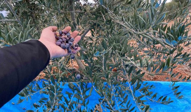 Mayıslar Mahallesi’nde soğuk havaya rağmen 300 kilo zeytin zeytin hasat edildi