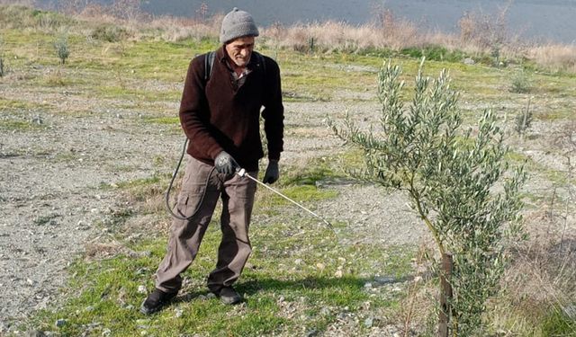 Osmancık’ta zeytin verimini artırma çalışmaları sürüyor!