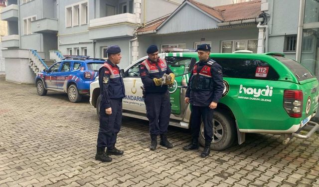 Giresun'da yaralı balıkçıl kuşu koruma altına alındı