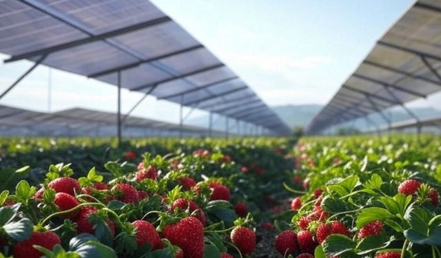 Çorum’da Çilek üretiminde Güneş Enerjisi dönemi