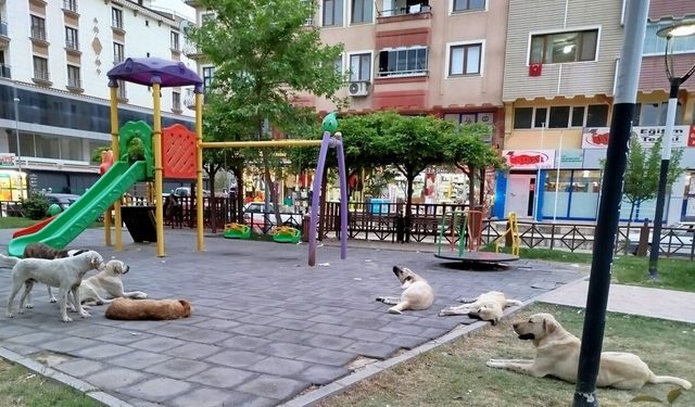 Boyabat Belediyesi sahipsiz köpekleri toplatacak