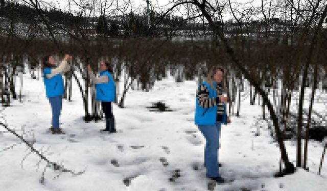 Kar fındıkta verim kaybına neden olmadı