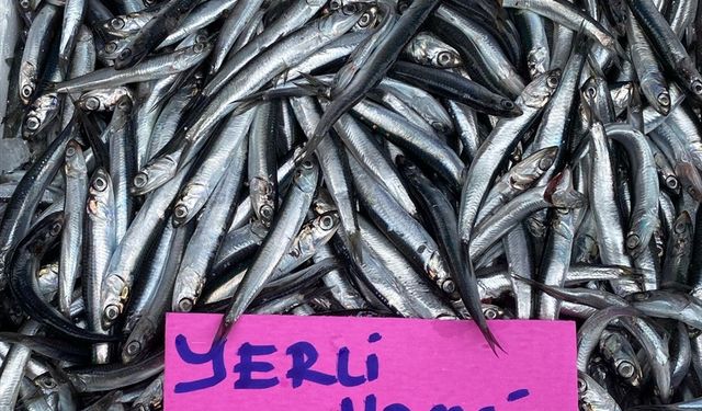Ordu'da hamsinin kilogramı 250 liradan satılıyor