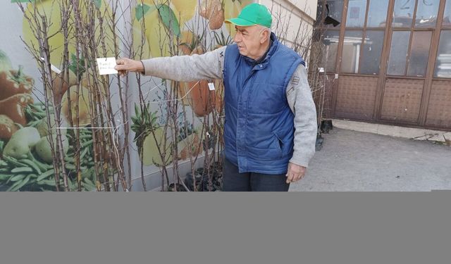 Tosya'da meyve fidanı satışları başladı