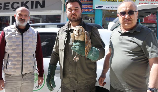 Yaralı peçeli baykuş tedavi altına alındı
