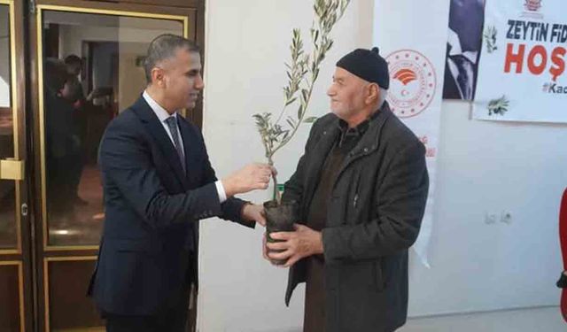 Osmancık'ta 2 bin 500 gemlik zeytin fidanı çiftçilere dağıtıldı