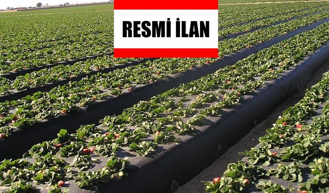 Çorum İl Tarım ve Orman Müdürlüğü Çilek Fidesi ve Malç Naylonu Satın Alacak