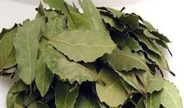 Çorum’da Defne Yaprağına Olan İlgi Artıyor