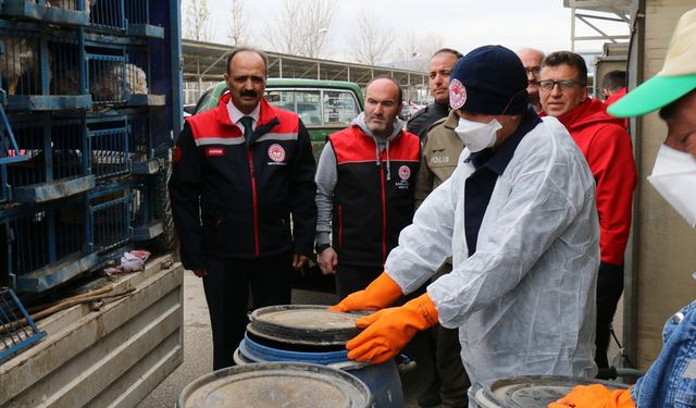 Çorum’da belgesiz kanatlı hayvan taşımaya rekor ceza! 910 hayvan imha edildi!