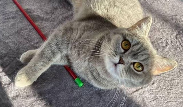 Çorum’da kayıp kedi aranıyor! Mira’yı görenlerin dikkatine!