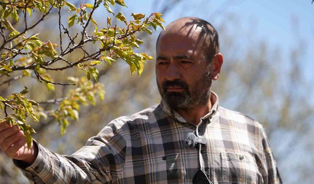 Kırıkkale’de Zirai Don Felaketi: 8 Dönüm Bahçe Tamamen Zarar Gördü