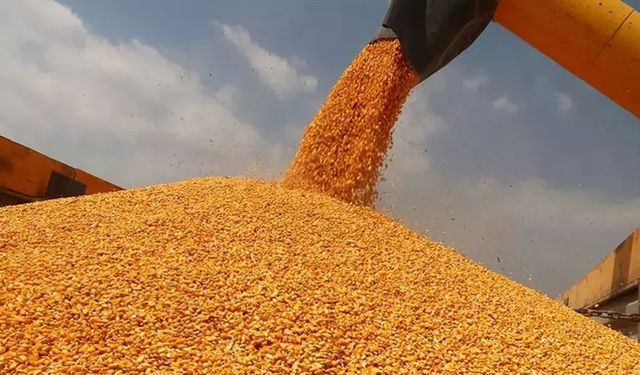 TMO mısır alım fiyatını açıkladı: Sizce bu fiyat yeterli mi?