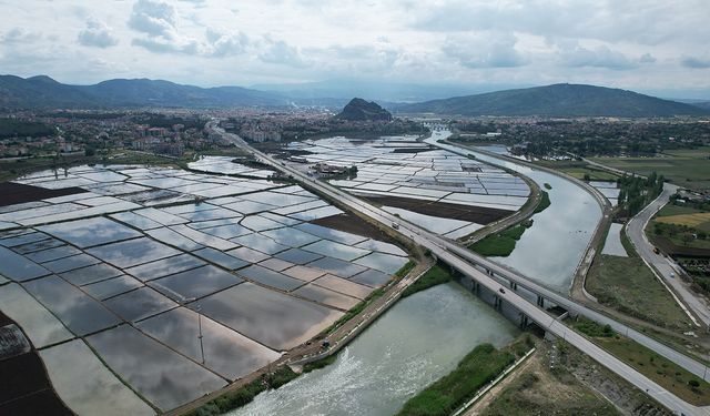 Osmancık’ta altın taneler hasada hazırlanıyor