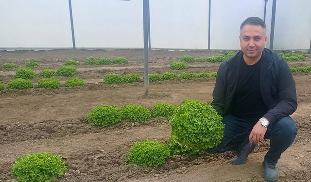 Çorum'daki bu lisede marul hasadı sürüyor
