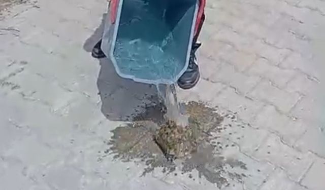 İnsanlık Ölmemiş: Yanan otların arasından kurtardığı kaplumbağayı suyla serinletti